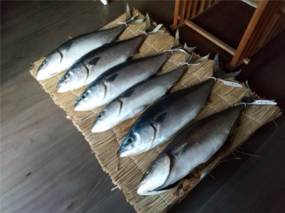 鰤分け神事 を塩ブリづくりから見せていただき 今年1年の無病息災をお祈りしてきました 射水ケーブルネットワーク
