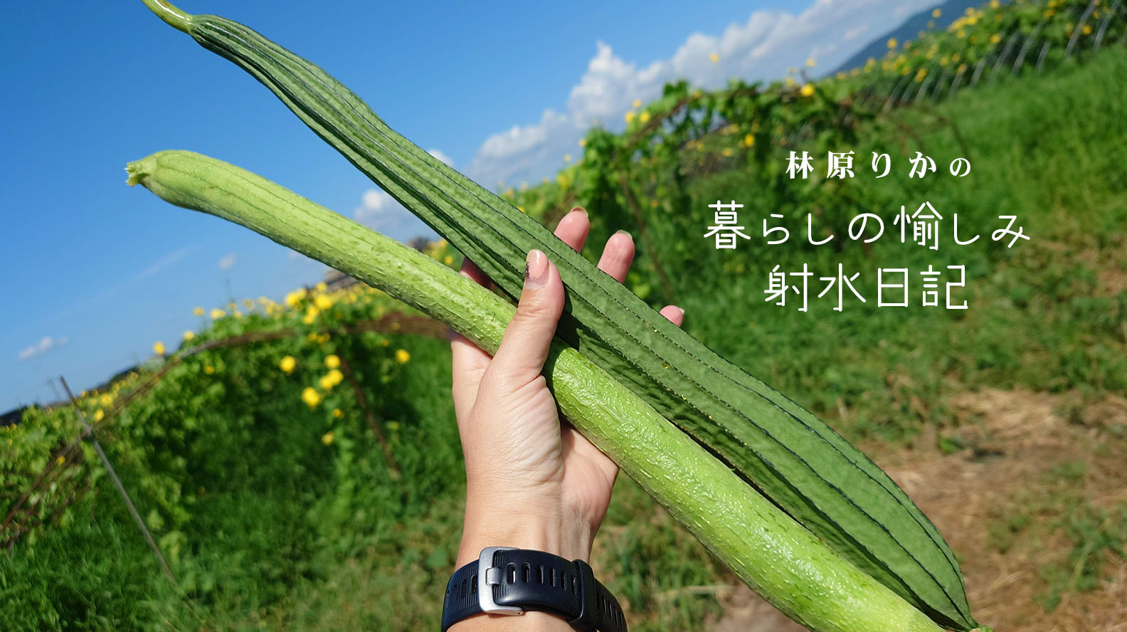 暑い！ 大島の「ヘチマ」を暮らしに取り入れて、五感で夏を乗り切ろう！