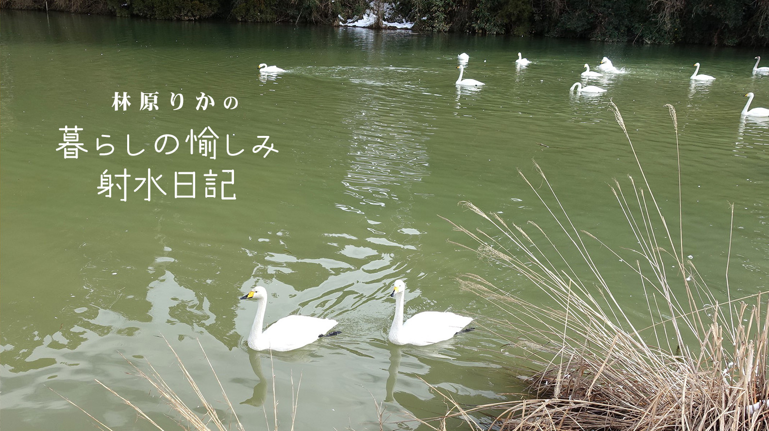 冬は日光を浴びるのがいいらしい。というわけで、白鳥飛来地へ！